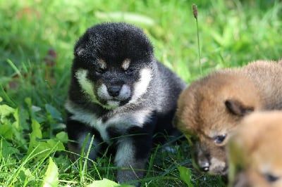 Les chiots de Shiba