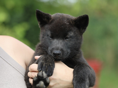 Les chiots de Kai