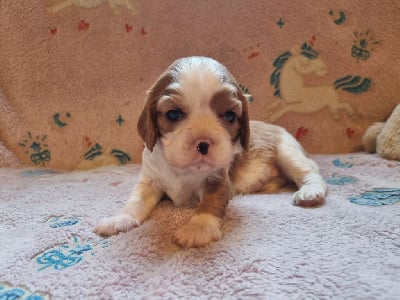 Les chiots de Cavalier King Charles Spaniel