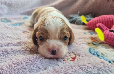 Les chiots de Cavalier King Charles Spaniel