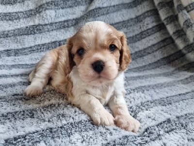 Les chiots de Cavalier King Charles Spaniel