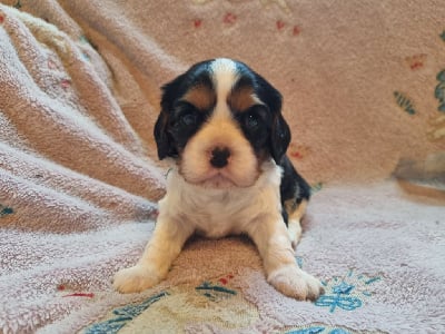 Les chiots de Cavalier King Charles Spaniel