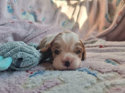 Les chiots de Cavalier King Charles Spaniel