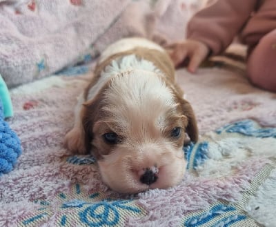 Les chiots de Cavalier King Charles Spaniel