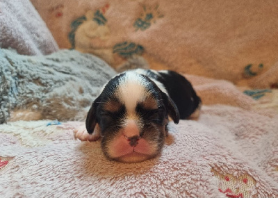 Les chiots de Cavalier King Charles Spaniel