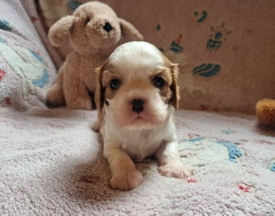 Les chiots de Cavalier King Charles Spaniel