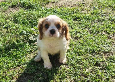 Les chiots de Cavalier King Charles Spaniel