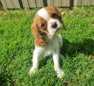 Les chiots de Cavalier King Charles Spaniel