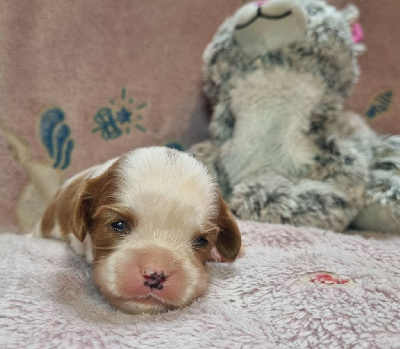 Les chiots de Cavalier King Charles Spaniel