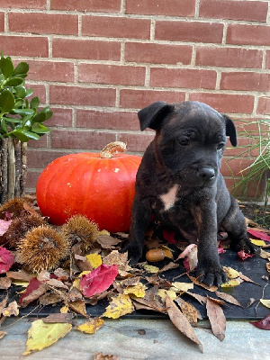 Les chiots de Staffordshire Bull Terrier