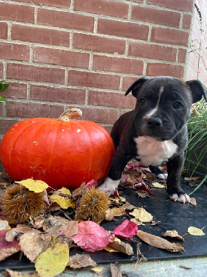 Les chiots de Staffordshire Bull Terrier