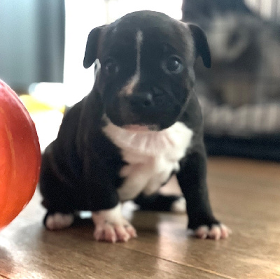 Les chiots de Staffordshire Bull Terrier