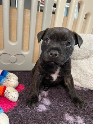 Les chiots de Staffordshire Bull Terrier