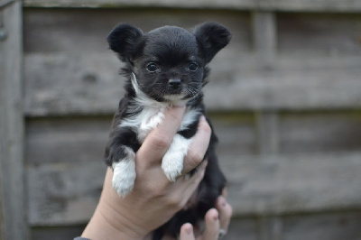 Les chiots de Chihuahua