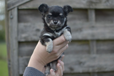 Les chiots de Chihuahua