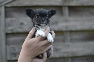 Les chiots de Chihuahua