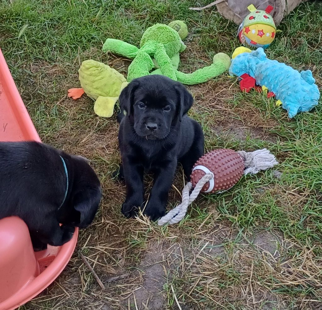 CHIOT - Labrador Retriever