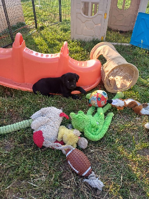 Les chiots de Labrador Retriever