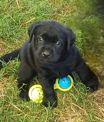 Les chiots de Labrador Retriever