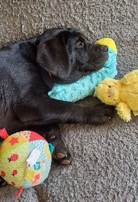 Les chiots de Labrador Retriever