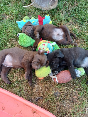 Les chiots de Labrador Retriever