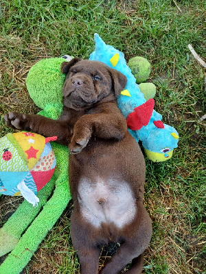 Les chiots de Labrador Retriever