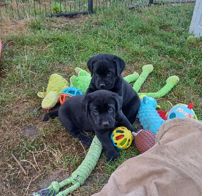 Les chiots de Labrador Retriever