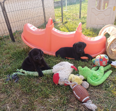 Les chiots de Labrador Retriever