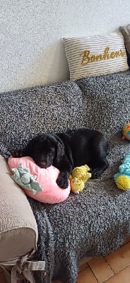 Les chiots de Labrador Retriever