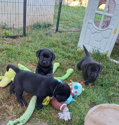 CHIOT - Labrador Retriever