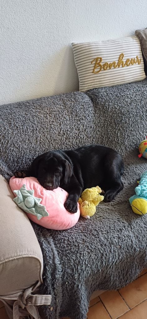 CHIOT - Labrador Retriever