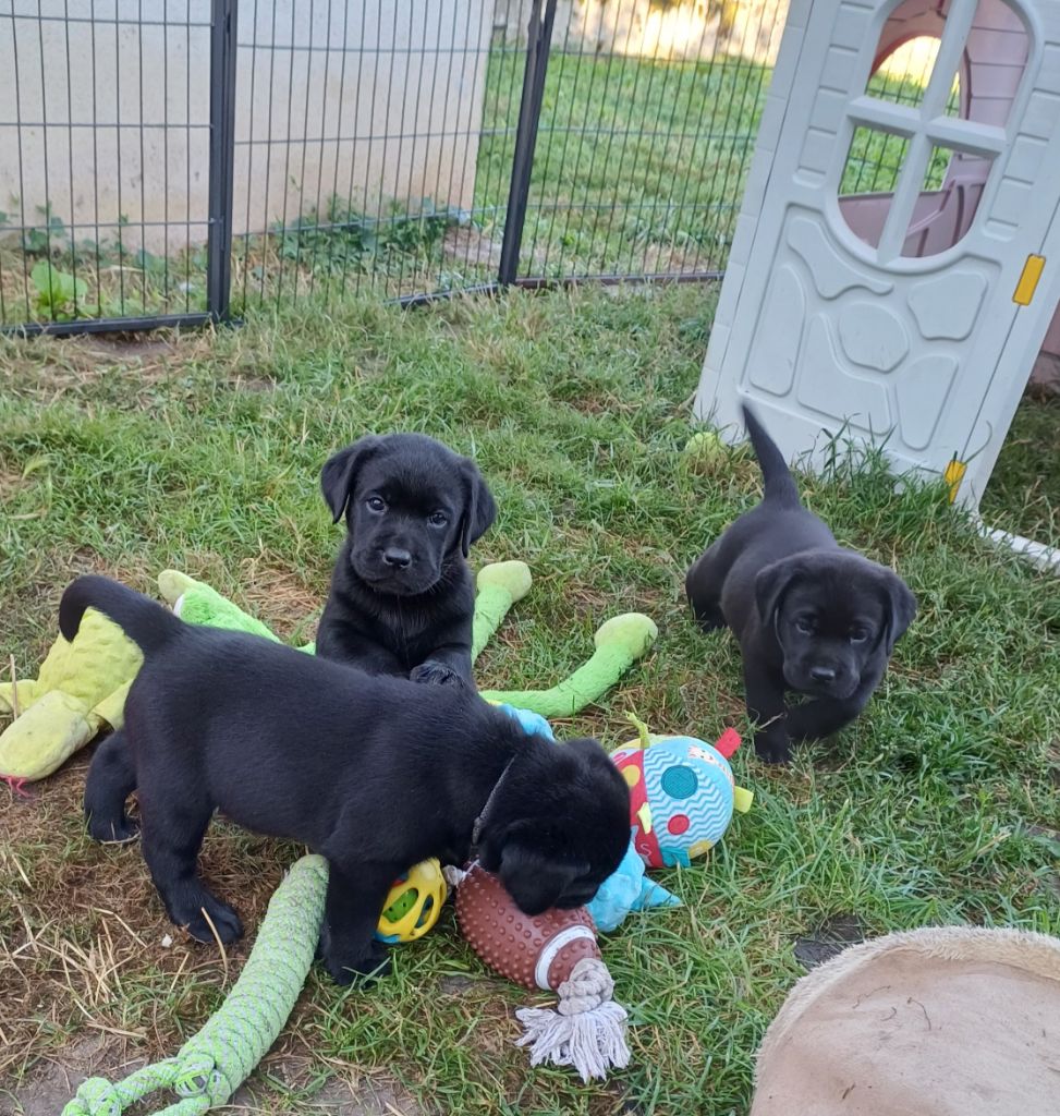 CHIOT - Labrador Retriever