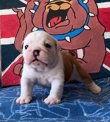 Les chiots de Bulldog Anglais