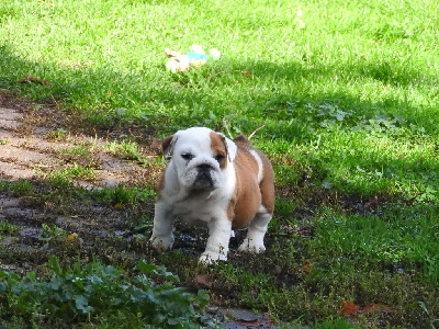 Les chiots de Bulldog Anglais