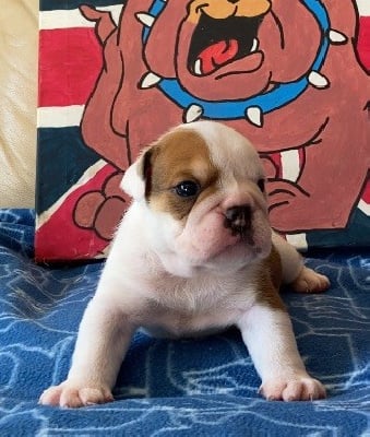 Les chiots de Bulldog Anglais