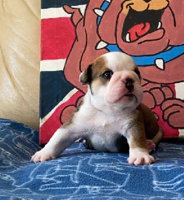 Les chiots de Bulldog Anglais