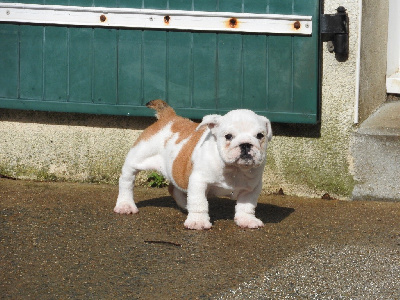 Les chiots de Bulldog Anglais