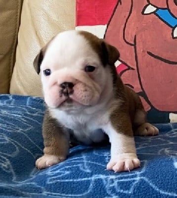 Les chiots de Bulldog Anglais