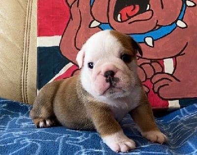 Les chiots de Bulldog Anglais