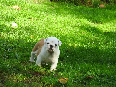 Les chiots de Bulldog Anglais