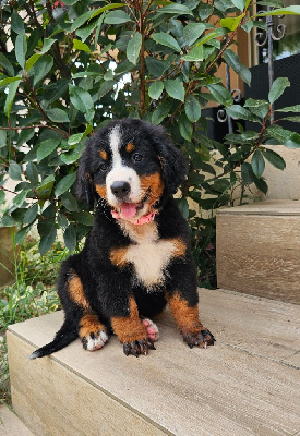 Les chiots de Bouvier Bernois