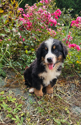 Les chiots de Bouvier Bernois