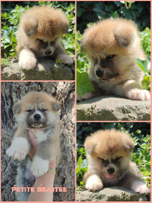 Les chiots de Akita