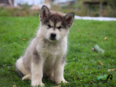 Les chiots de Alaskan Malamute