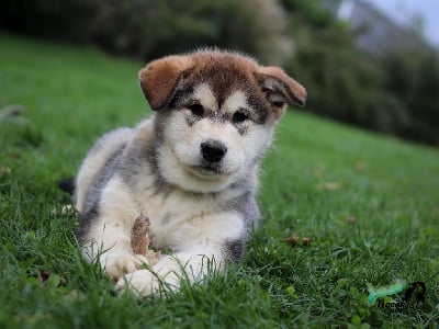 Les chiots de Alaskan Malamute