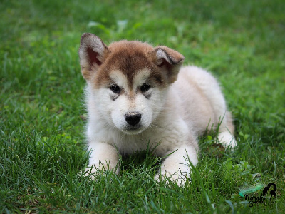 Les chiots de Alaskan Malamute