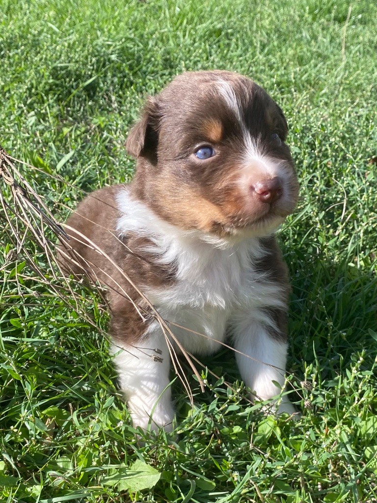 CHIOT 1 - Berger Australien