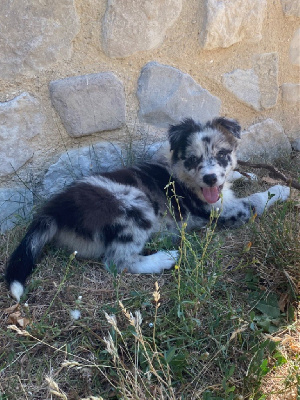 Les chiots de Border Collie