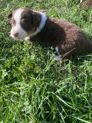 CHIOT 2 - Berger Australien