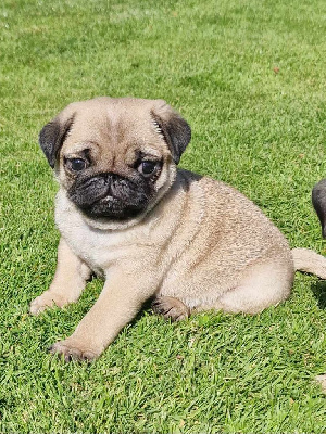 Les chiots de Carlin